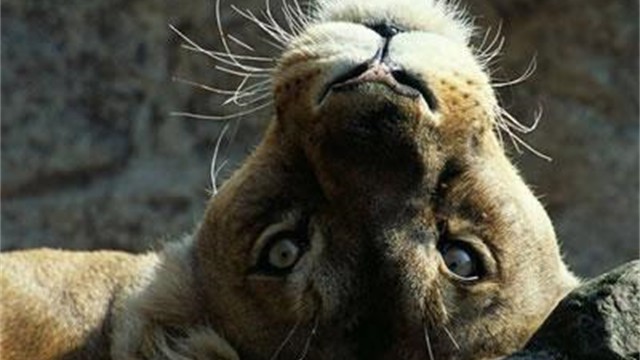Cute Lioness Cub