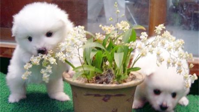 Cute Puppies