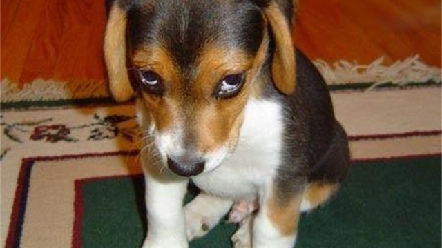 Cute Puppy With Sorry Eyes
