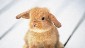 Cute Bunny