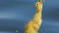 Cute Duck