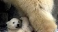 Cute Polar Bear