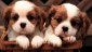 Cute Puppies