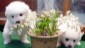 Cute Puppies